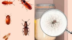 Cum să scapi de bug-uri în dulapuri din bucătărie